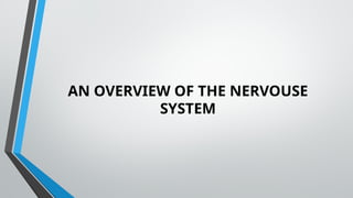 AN OVERVIEW OF THE NERVOUSE
SYSTEM
 