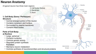 Complete Nervous System Study Guide: Neurons, Brain Anatomy, Synapses ...