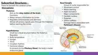 Complete Nervous System Study Guide: Neurons, Brain Anatomy, Synapses ...