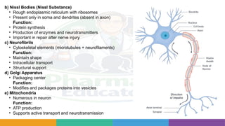 Neural Reticulum Complete Nervous System Study Guide: Neurons, Brain Anatomy, Synapses ...