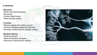 Dendrite Types Complete Nervous System Study Guide: Neurons, Brain Anatomy, Synapses ...