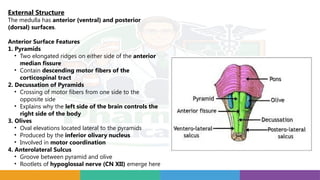 Complete Nervous System Study Guide: Neurons, Brain Anatomy, Synapses ...