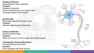 Complete Nervous System Study Guide: Neurons, Brain Anatomy, Synapses ...
