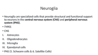 Comprehensive Overview of the Human Nervous System: Structure and ...