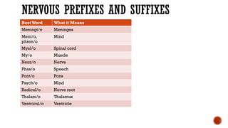 Comprehensive Overview of the Human Nervous System: Structure, Function ...