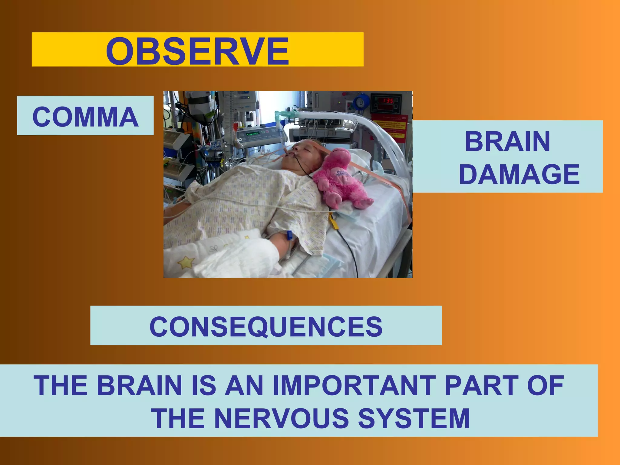 OBSERVE COMMA BRAIN DAMAGE CONSEQUENCES THE BRAIN IS AN IMPORTANT PART OF THE NERVOUS SYSTEM