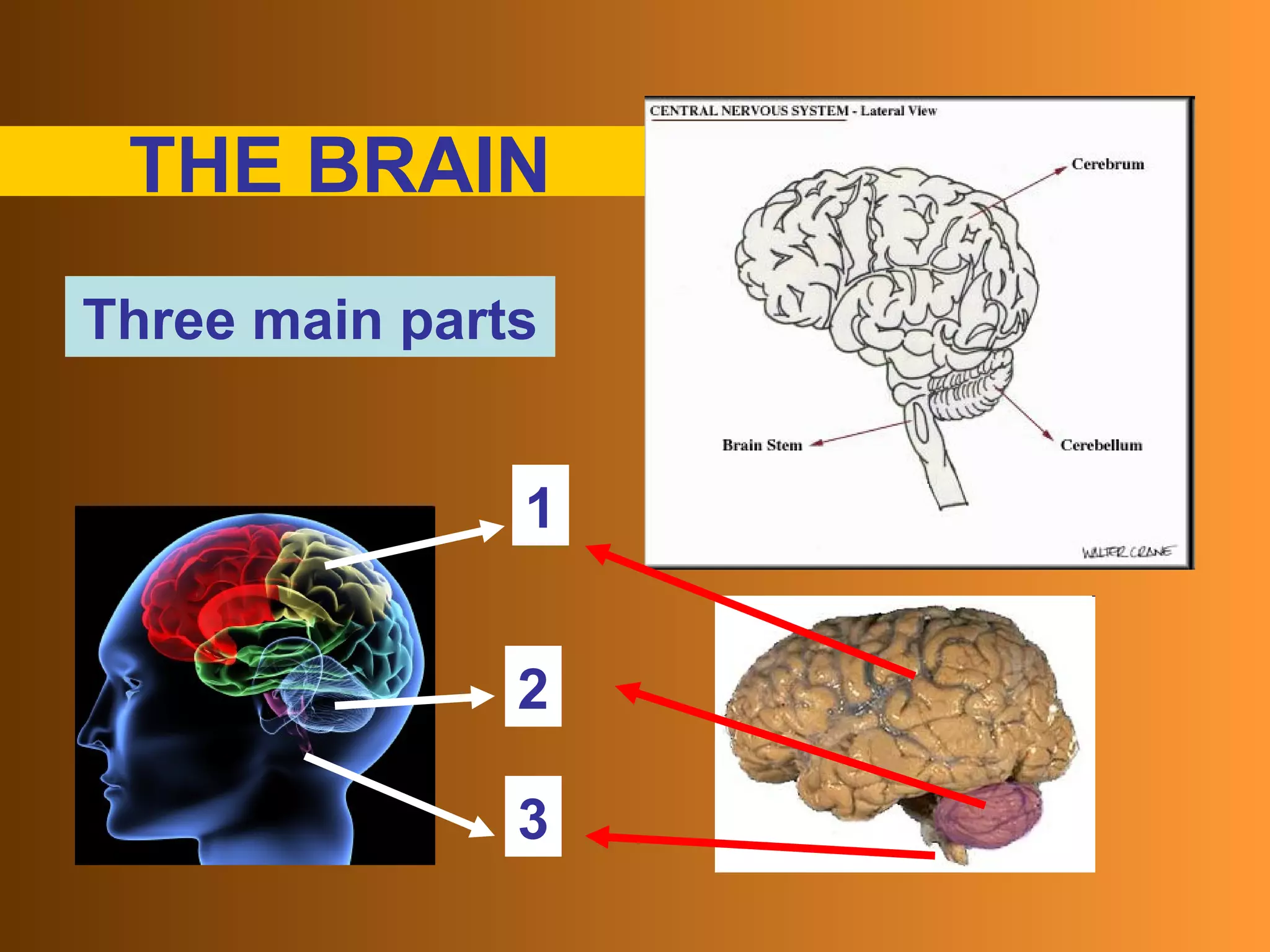 THE BRAIN 1 2 3 Three main parts