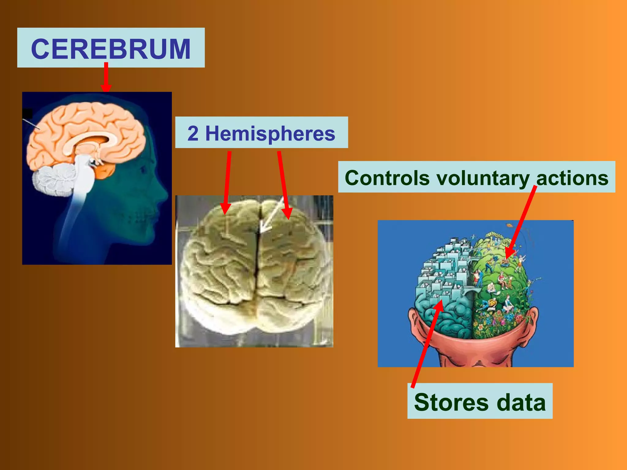 CEREBRUM Controls voluntary actions Stores data 2 Hemispheres