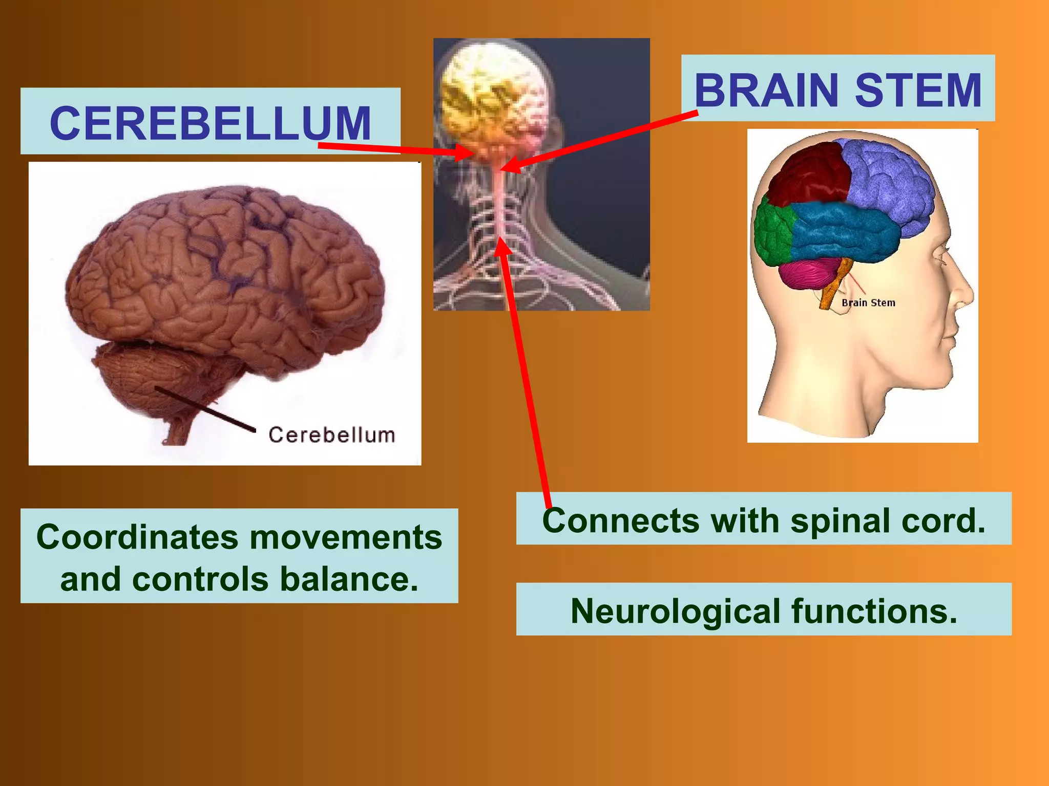 CEREBELLUM Coordinates movements and controls balance. BRAIN STEM Connects with spinal cord. Neurological functions.