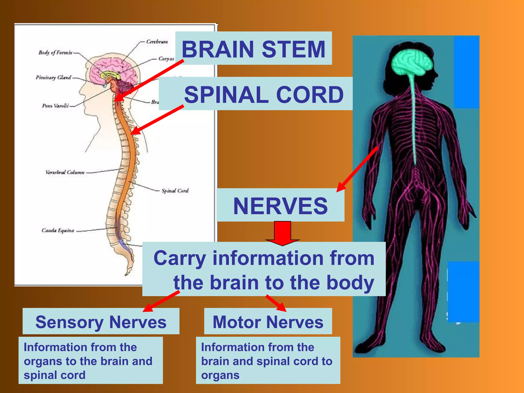 SPINAL CORD BRAIN STEM NERVES Carry information from the brain to the body Sensory Nerves Motor Nerves Information from the organs to the brain and spinal cord Information from the brain and spinal cord to organs