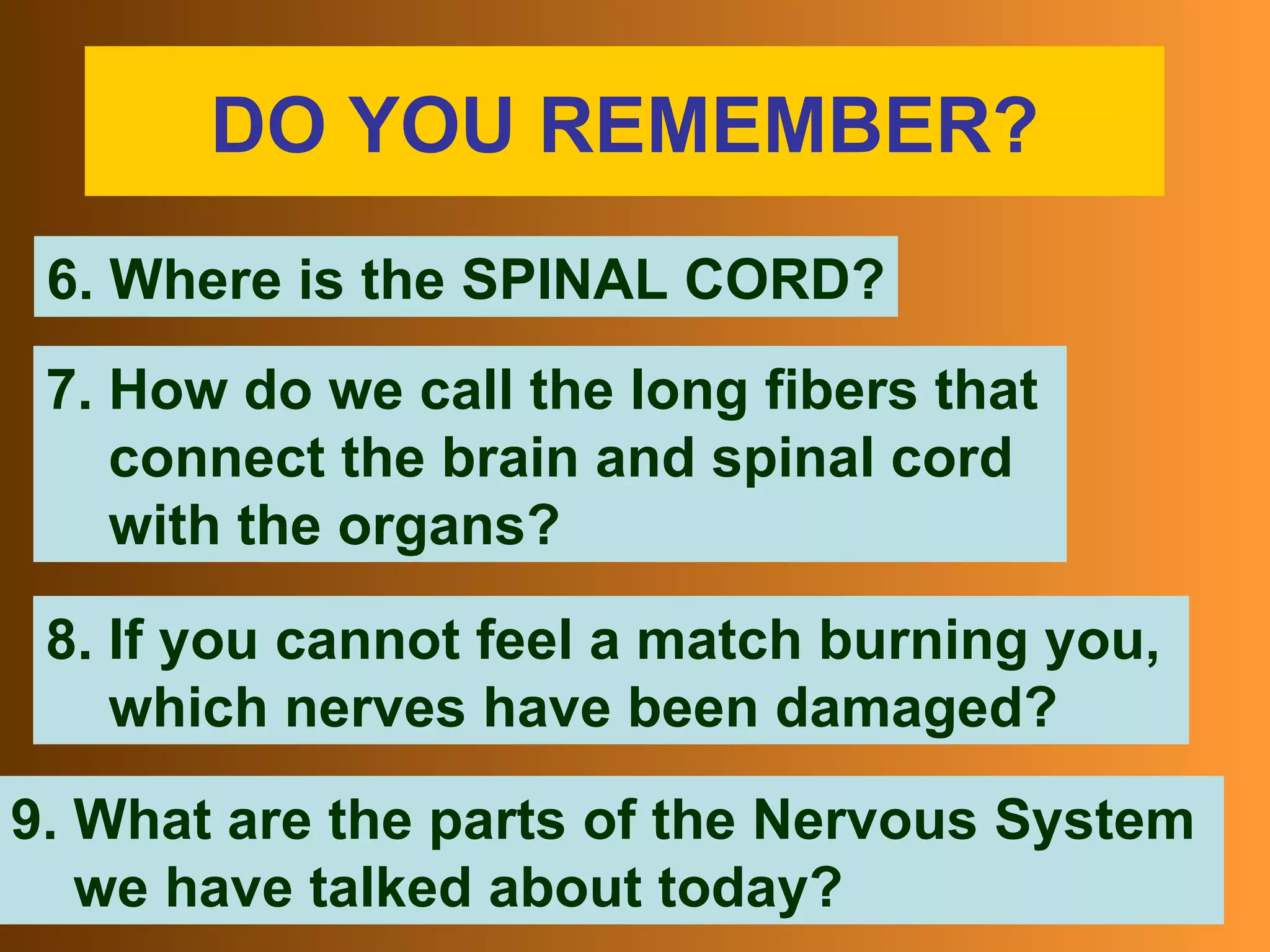 DO YOU REMEMBER? 6. Where is the SPINAL CORD? 7. How do we call the long fibers that connect the brain and spinal cord with the organs? 8. If you cannot feel a match burning you, which nerves have been damaged? 9. What are the parts of the Nervous System we have talked about today?