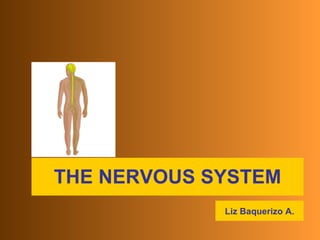 THE NERVOUS SYSTEM Liz Baquerizo A. 