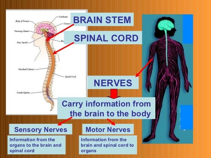 the main functions of the nervous system The sympathetic branch of your autonomic nervous system originates in the spinal cord it goes into action to prepare the body for physical or mental. the main functions of the nervous system The sympathetic branch of your autonomic nervous system originates in the spinal cord it goes into action to prepare the body for physical or mental.