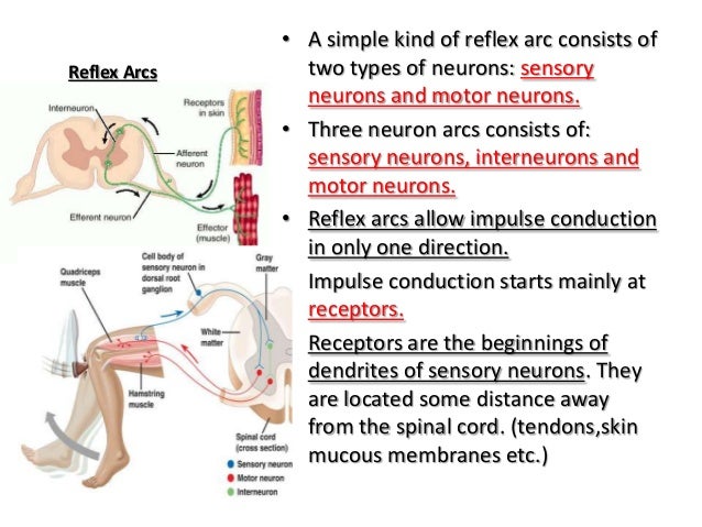 Anatomy and Physiology The Nervous System 01/23/13