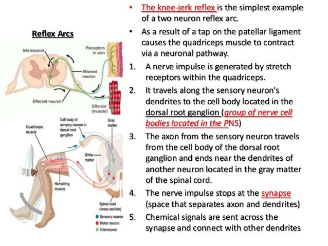 Anatomy and Physiology The Nervous System 01/23/13