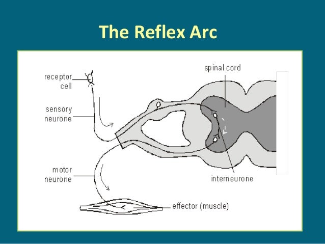 diagram of reflex reflex arc flow diagram image collections how to guide diagram of reflex reflex arc flow diagram image collections how to guide