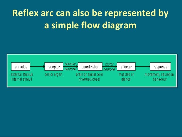 Taste Receptor Diagram