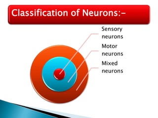 Sensory
neurons
Motor
neurons
Mixed
neurons
Classification of Neurons:-
 