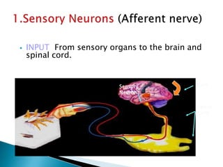 Spinal
Cord
Brain
Sensory
Neuron
⦁ INPUT From sensory organs to the brain and
spinal cord.
 