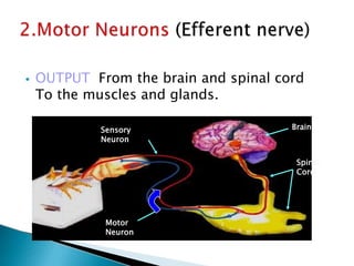 Spinal
Cord
Brain
Sensory
Neuron
Motor
Neuron
⦁ OUTPUT From the brain and spinal cord
To the muscles and glands.
 