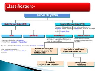 Central NervousSystem(CNS)
Brain Spinal Cord
Peripheral NervousSystem (PNS)
SensoryNeurons
MotorNeurons
SomaticNervousSystem
• voluntarymovements via
skeletal muscles
AutonomicNervousSystem
• organs,smoothmuscles
Sympathetic
- “Fight-or-Flight”responses
Parasympathetic
- maintenance
NervousSystem
Classification:-
The brain is divided into the cerebrum,
diencephalons, brain stem, and cerebellum.
The brain is divided into the cerebrum, diencephalons, brain stem, and cerebellum.
Brain and spinal cord, located in
the dorsal body cavity, are encased in bone for
protection
Motor division transmits impulses from
the CNS out to the peripheral organs to
cause an effect or action
Sensory division transmits
impulses from peripheral organs
to the CNS
The organs of the peripheral nervous system are the nerves
and ganglia. Nerves are bundles of nerve fibers, much like muscles ar
bundles of muscle fibers.
 