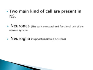 ⦁ Two main kind of cell are present in
NS.
➢ Neurones (The basic structural and functional unit of the
nervous system)
➢ Neuroglia (support/maintain neurons)
 