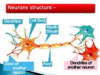 Neurons structure:-
Axonof
another
neuron
CellBody
Dendrites
Axon
Myelin
Sheath
Dendritesof
anotherneuron
 