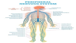 The Nervous System (Peripheral and Central Nervous System) | PPTX