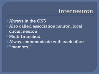Always in the CNS Also called association neuron, local circuit neuron Multi-branched Always communicate with each other “ memory” 