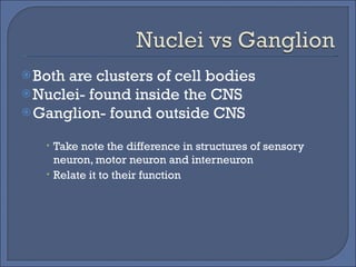 Both are clusters of cell bodies Nuclei- found inside the CNS Ganglion- found outside CNS Take note the difference in structures of sensory neuron, motor neuron and interneuron Relate it to their function 