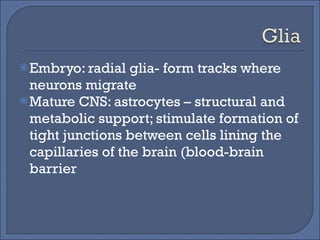 Embryo: radial glia- form tracks where neurons migrate Mature CNS: astrocytes – structural and metabolic support; stimulate formation of tight junctions between cells lining the capillaries of the brain (blood-brain barrier 