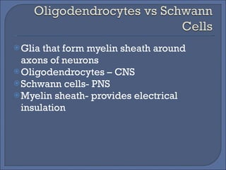 Glia that form myelin sheath around axons of neurons Oligodendrocytes – CNS Schwann cells- PNS Myelin sheath- provides electrical insulation 