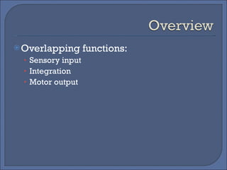Overlapping functions: Sensory input Integration Motor output 