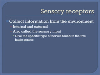 Collect information from the environment Internal and external Also called the sensory input Give the specific type of nerves found in the five basic senses 