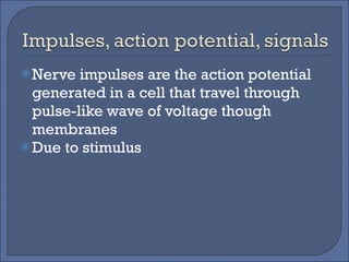 Nerve impulses are the action potential generated in a cell that travel through pulse-like wave of voltage though membranes Due to stimulus 