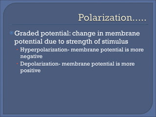 Graded potential: change in membrane potential due to strength of stimulus Hyperpolarization- membrane potential is more negative Depolarization- membrane potential is more positive  