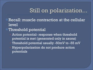 Recall: muscle contraction at the cellular level Threshold potential Action potential- response when threshold potential is met (generated only in axons) Threshold potential usually -50mV to -55 mV Hyperpolarization do not produce action potentials 