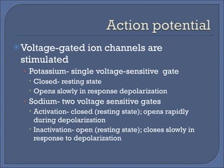 Voltage-gated ion channels are stimulated Potassium- single voltage-sensitive  gate Closed- resting state Opens slowly in response depolarization Sodium- two voltage sensitive gates Activation- closed (resting state); opens rapidly during depolarization Inactivation- open (resting state); closes slowly in response to depolarization 