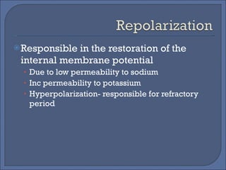 Responsible in the restoration of the internal membrane potential  Due to low permeability to sodium  Inc permeability to potassium Hyperpolarization- responsible for refractory period 