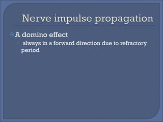 A domino effect always in a forward direction due to refractory period 