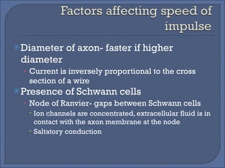 Diameter of axon- faster if higher diameter Current is inversely proportional to the cross section of a wire Presence of Schwann cells Node of Ranvier- gaps between Schwann cells Ion channels are concentrated, extracellular fluid is in contact with the axon membrane at the node Saltatory conduction 