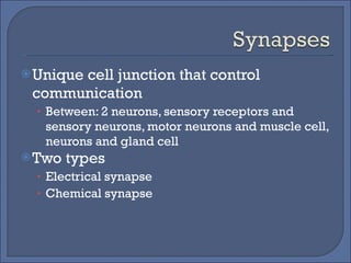 Unique cell junction that control communication Between: 2 neurons, sensory receptors and sensory neurons, motor neurons and muscle cell, neurons and gland cell Two types Electrical synapse Chemical synapse 