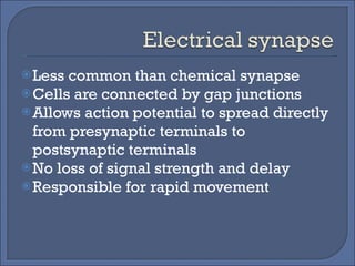 Less common than chemical synapse Cells are connected by gap junctions Allows action potential to spread directly from presynaptic terminals to postsynaptic terminals No loss of signal strength and delay Responsible for rapid movement 