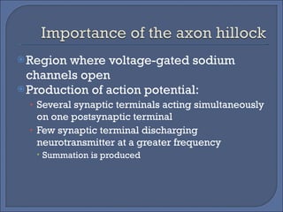 Region where voltage-gated sodium channels open Production of action potential:  Several synaptic terminals acting simultaneously on one postsynaptic terminal Few synaptic terminal discharging neurotransmitter at a greater frequency Summation is produced 