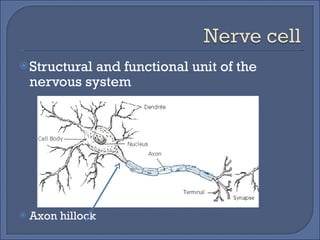 Structural and functional unit of the nervous system Axon hillock 