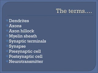 Dendrites Axons Axon hillock Myelin sheath Synaptic terminals Synapse Presynaptic cell Postsynaptic cell Neurotransmitter  