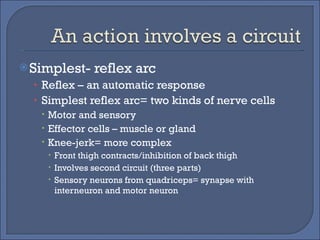 Simplest- reflex arc Reflex – an automatic response Simplest reflex arc= two kinds of nerve cells Motor and sensory Effector cells – muscle or gland Knee-jerk= more complex  Front thigh contracts/inhibition of back thigh Involves second circuit (three parts) Sensory neurons from quadriceps= synapse with interneuron and motor neuron 