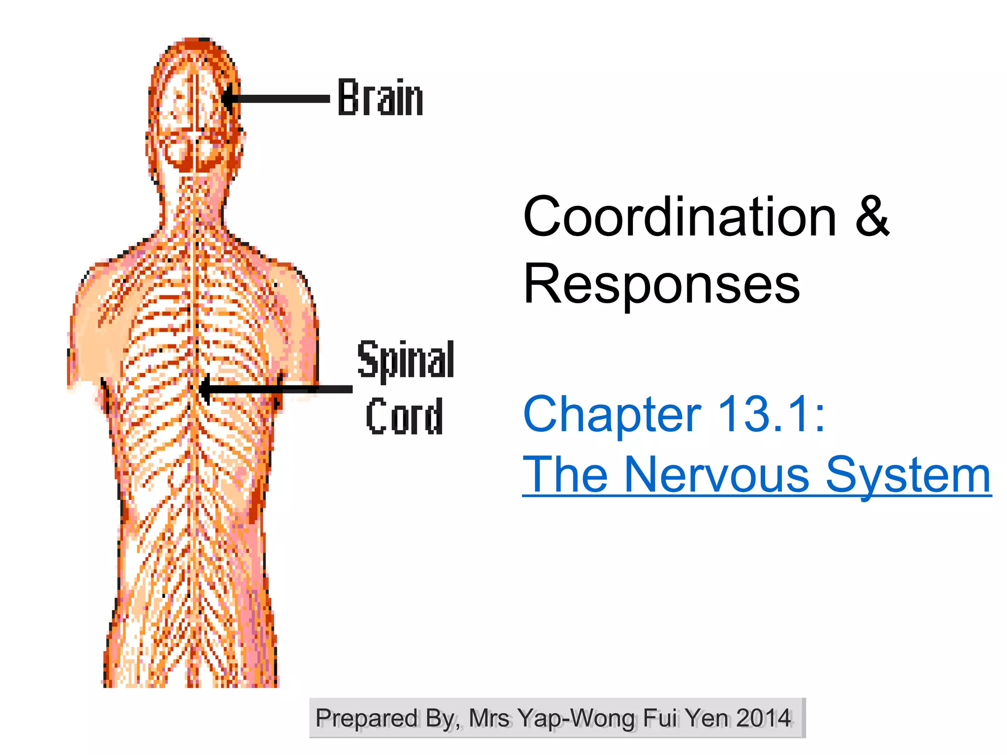 Coordination &
Responses
Chapter 13.1:
The Nervous System
Prepared By, Mrs Yap-Wong Fui Yen 2014Prepared By, Mrs Yap-Wong Fui Yen 2014
 