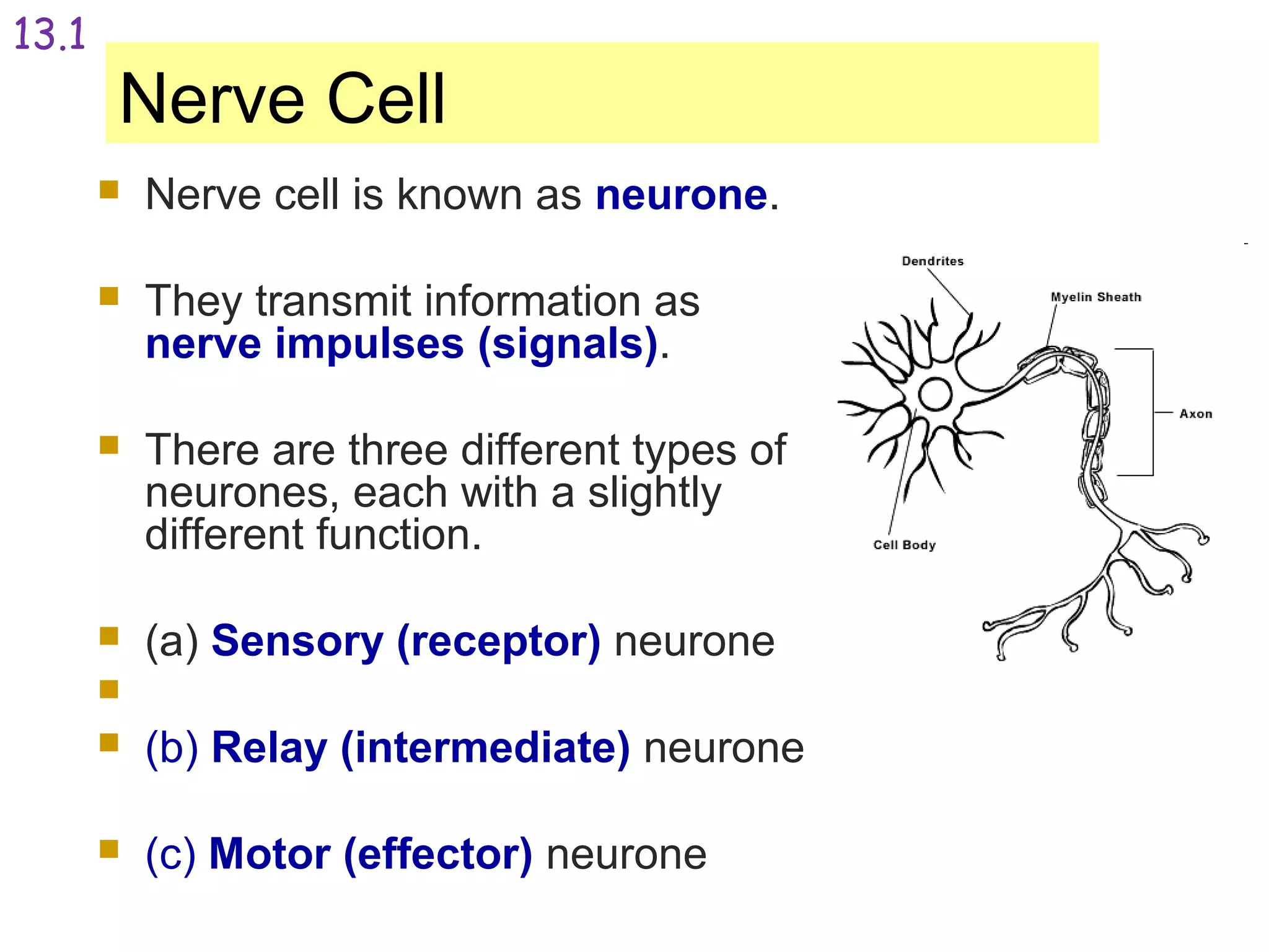  Nerve cell is known as neurone.
 They transmit information as
nerve impulses (signals).
 There are three different types of
neurones, each with a slightly
different function.
 (a) Sensory (receptor) neurone

 (b) Relay (intermediate) neurone
 (c) Motor (effector) neurone
Nerve Cell
13.1
 