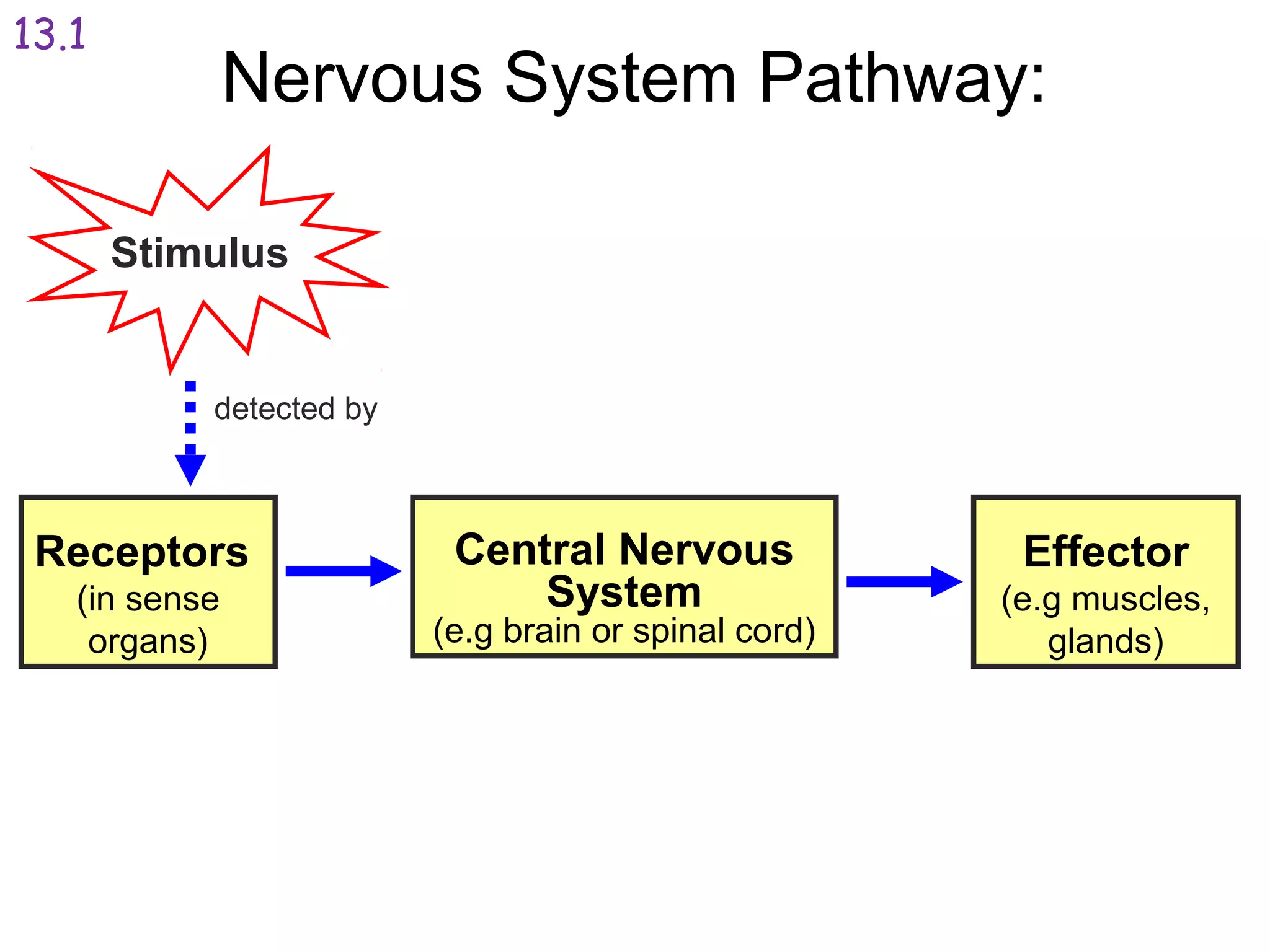 Nervous System Pathway:
Receptors
(in sense
organs)
Stimulus
Central Nervous
System
(e.g brain or spinal cord)
Effector
(e.g muscles,
glands)
detected by
13.1
 